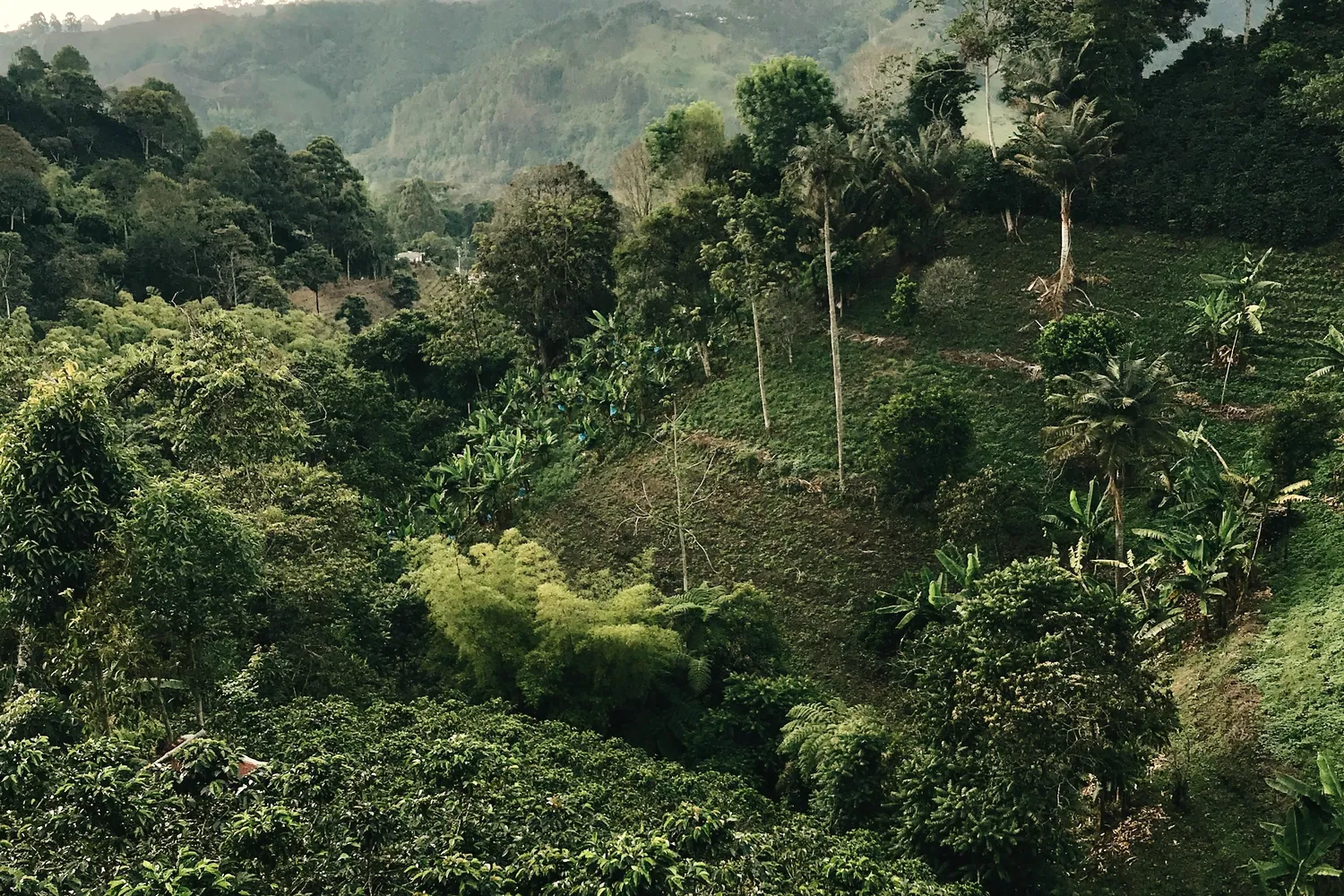 La finca en la ladera del Volcán Barú